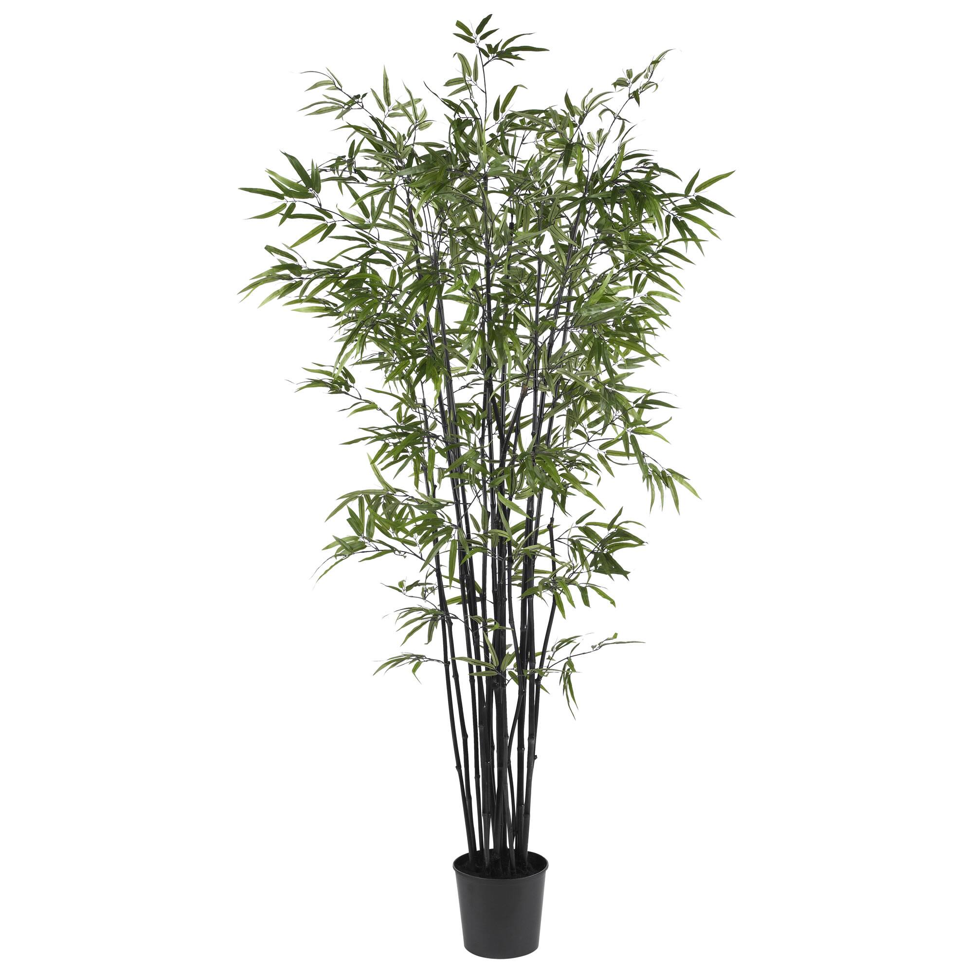 6.5ft. Potted Black Bamboo Silk Tree